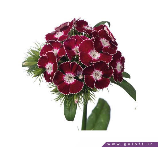 گل قرنفل یورتان - sweet william | گل آف